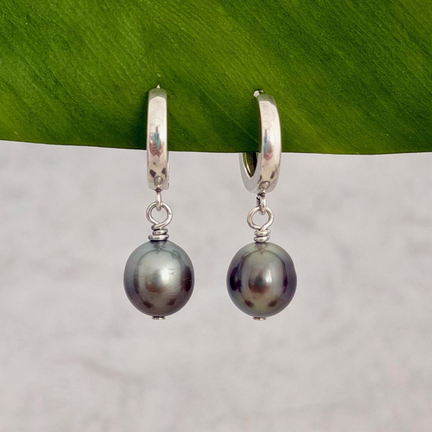 Tahitian pearl huggies • Sterling silver earrings