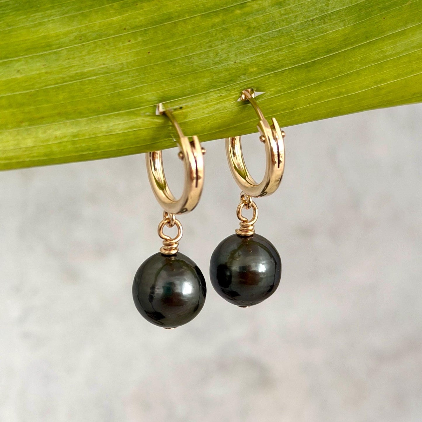 Tahitian pearl hoops • Huggies earrings • 14k gold filled jewelry