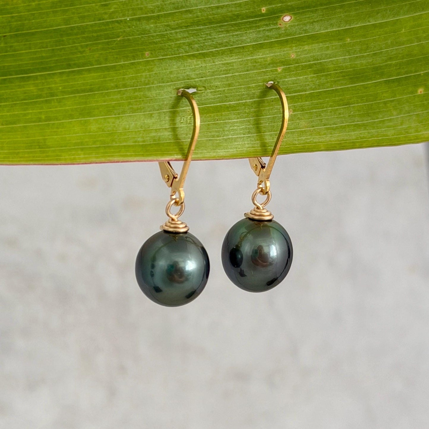 Tahitian Pearl Leverback Earrings • Gold filled dangle jewelry