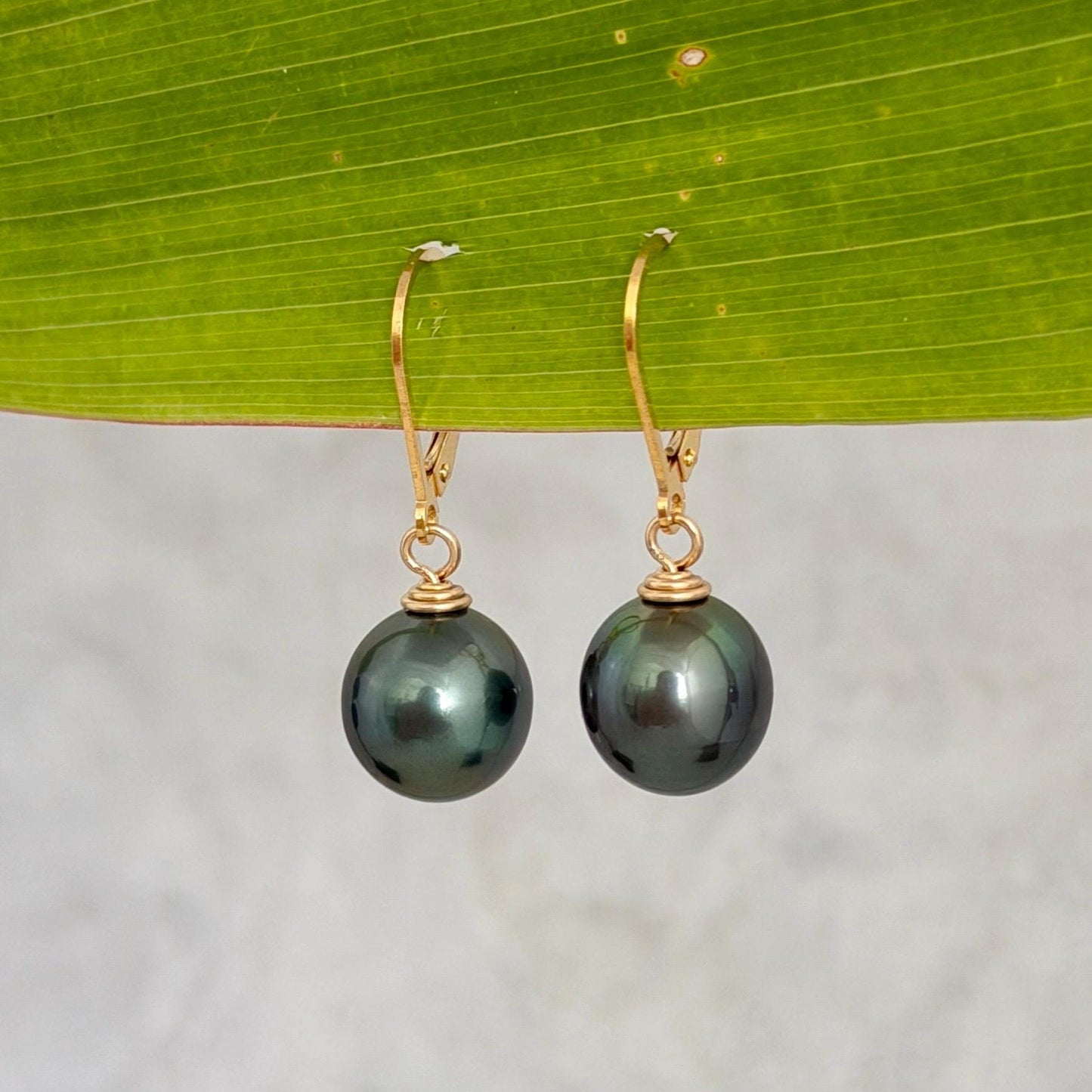 tahitian pearl leverback earrings in gold filled with green blue color