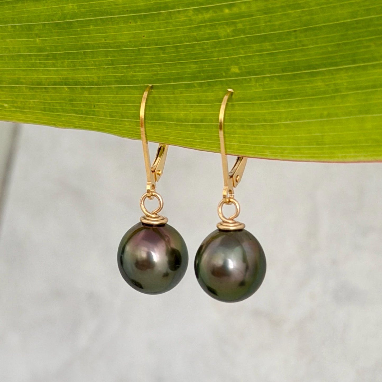 Tahitian Pearl Leverback Earrings • Gold filled dangle jewelry • Peacock Pink and Green