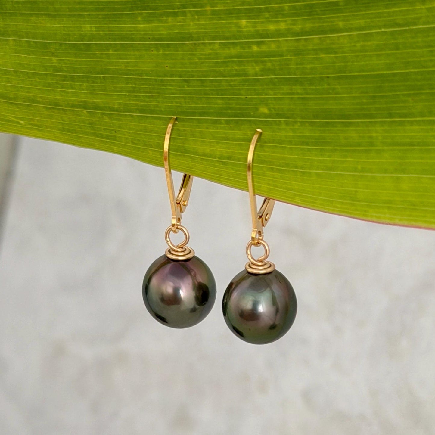 Tahitian Pearl Leverback Earrings • Gold filled dangle jewelry • Peacock Pink and Green