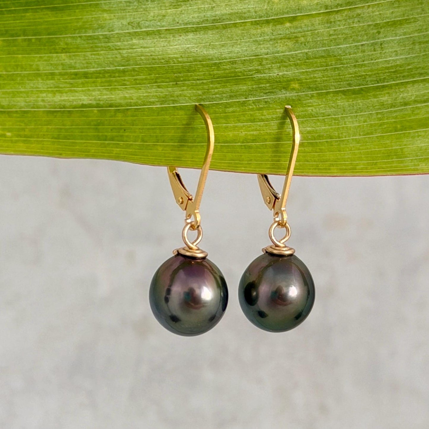 Gold filled leverback with Tahitian pearl