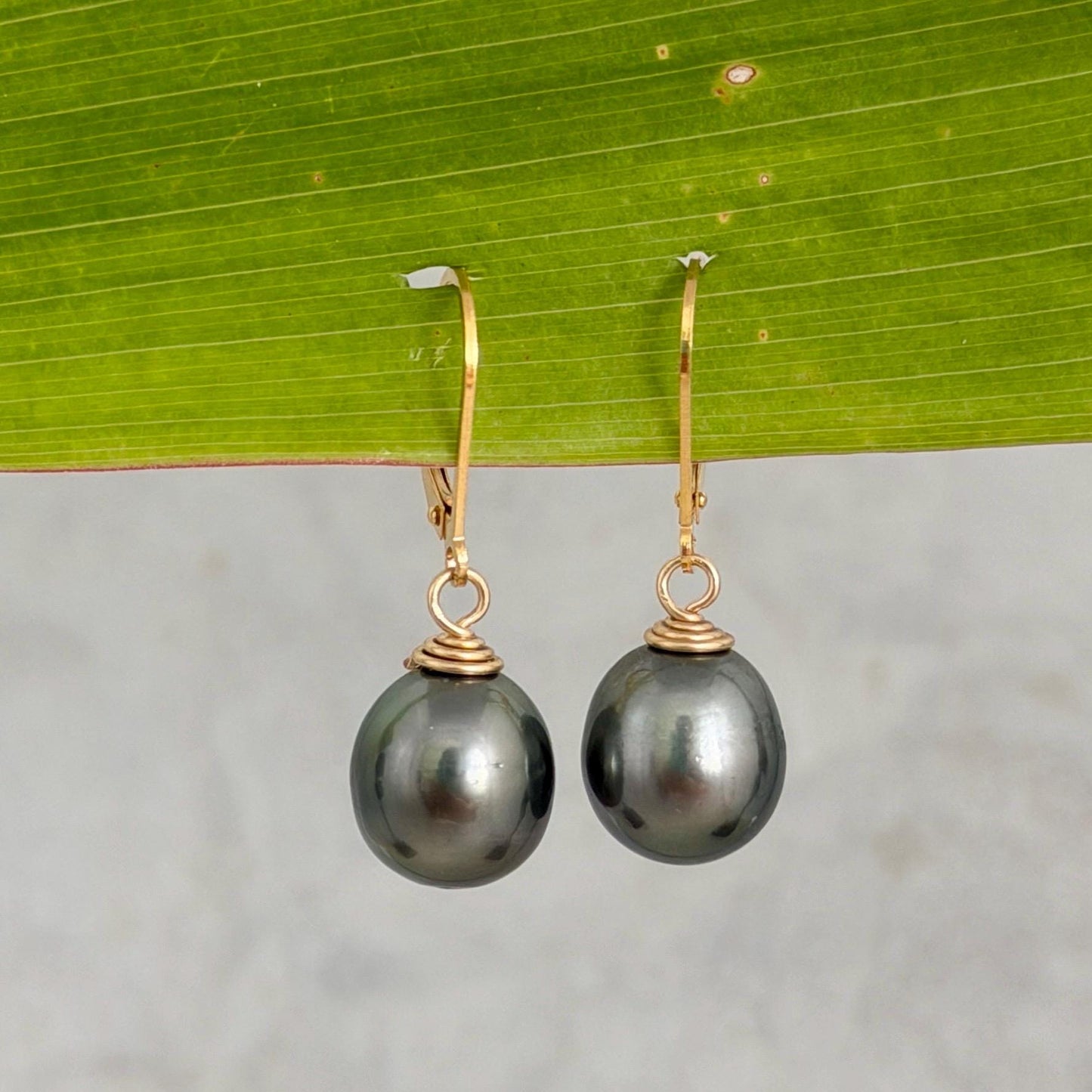 Tahitian Pearl Leverback Earrings • Gold filled dangle jewelry