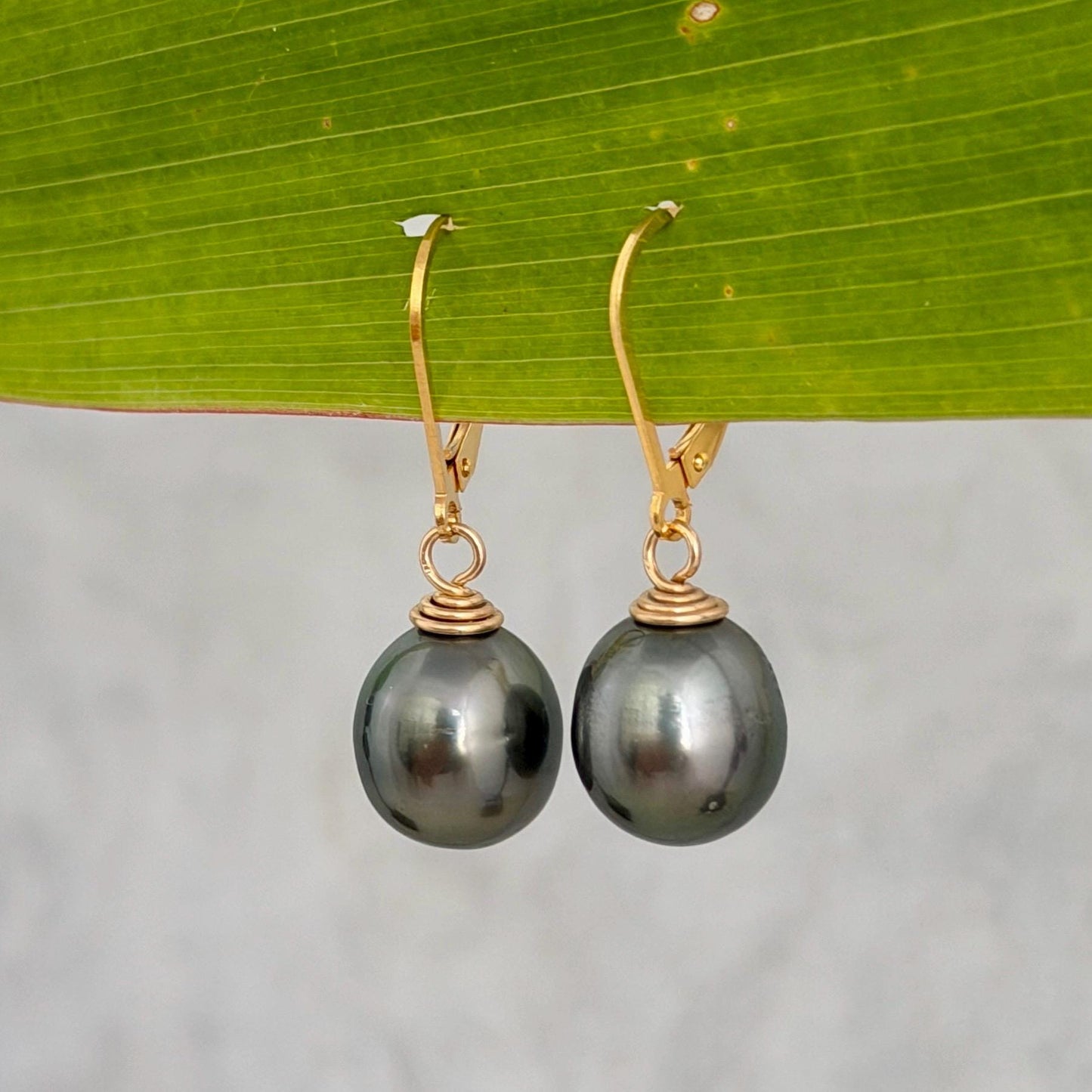Tahitian Pearl Leverback Earrings • Gold filled dangle jewelry