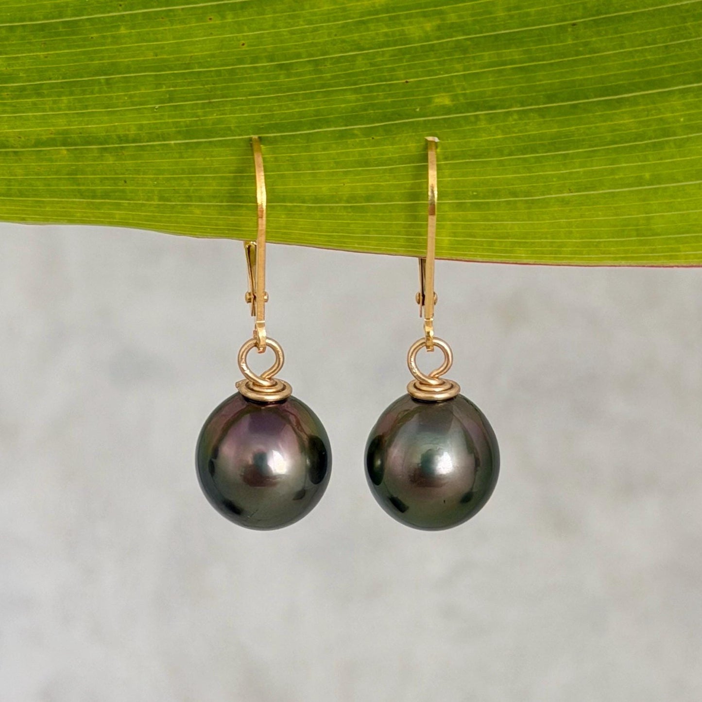 Tahitian Pearl Leverback Earrings • Gold filled dangle jewelry • Peacock Pink and Green