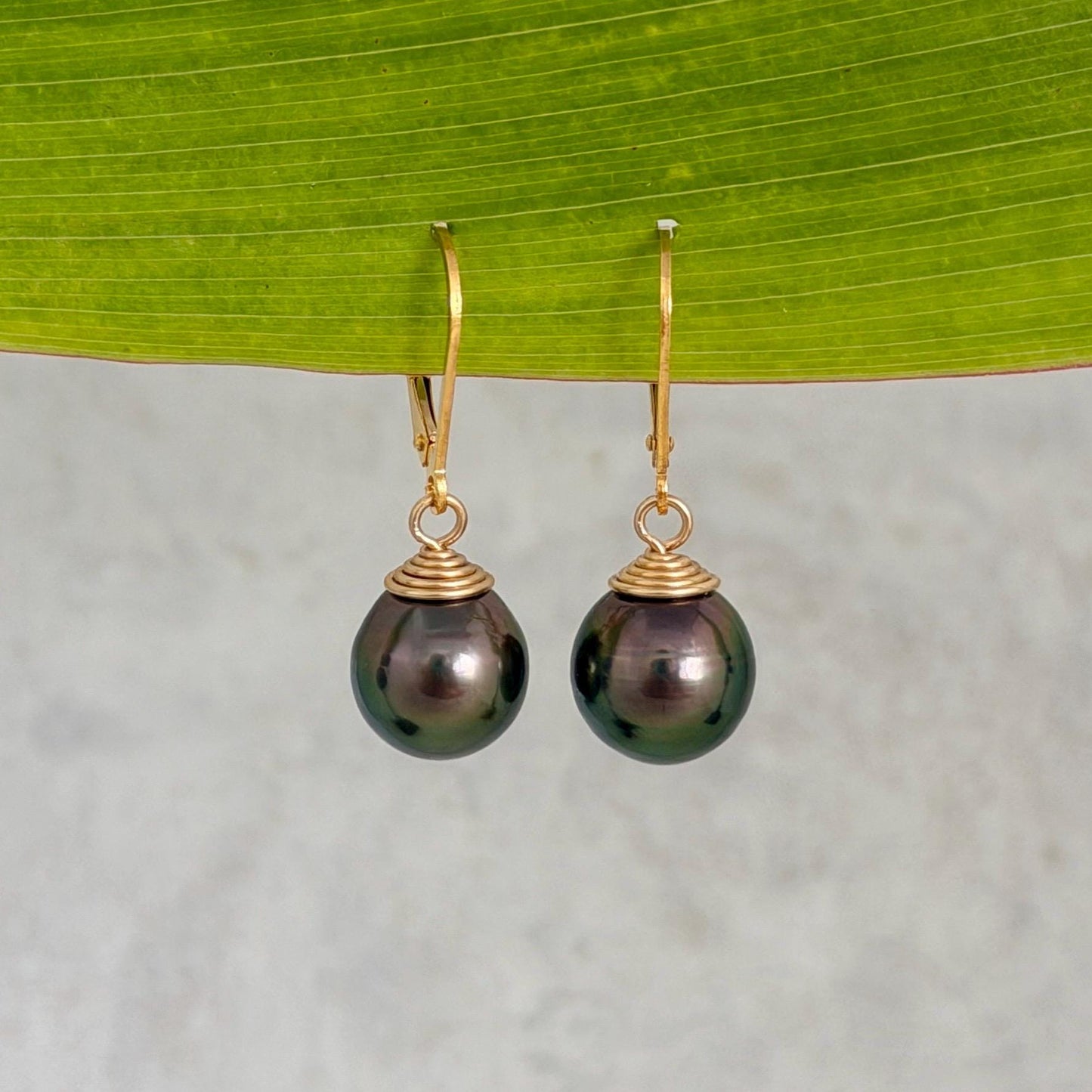 Tahitian Pearl Leverback Earrings • Gold filled dangle jewelry • Peacock Pink and Green